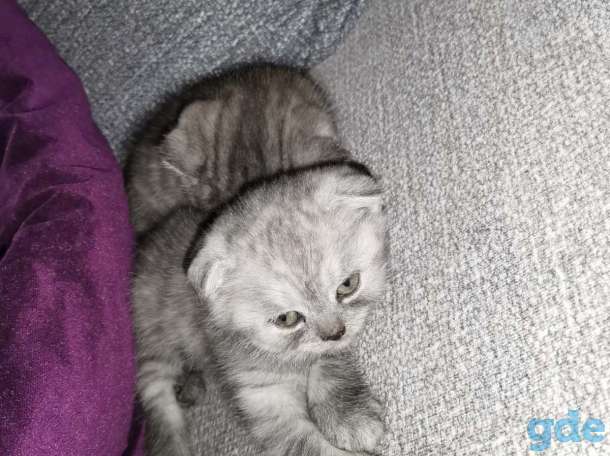 Шотландские котята, фотография 8
