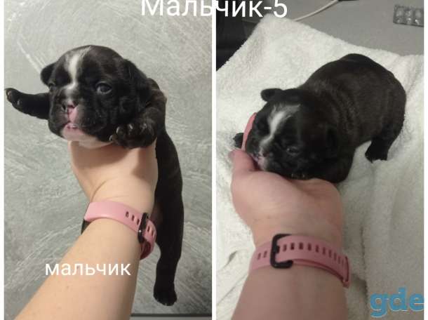 Щенки французского бульдога, фотография 5