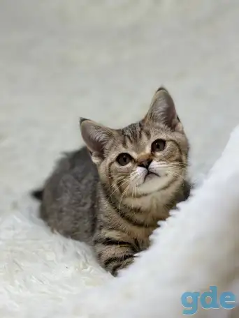 Шотландская прямоухая кошка, котенок страйт, окрас SFS 71 n24, фотография 2