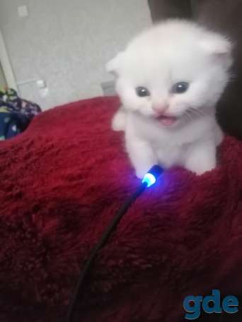 Шотландский котенок, фотография 6