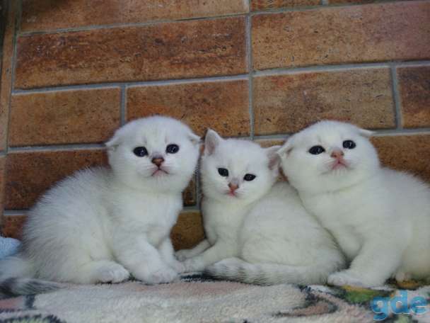 Шотландские котята, фотография 2