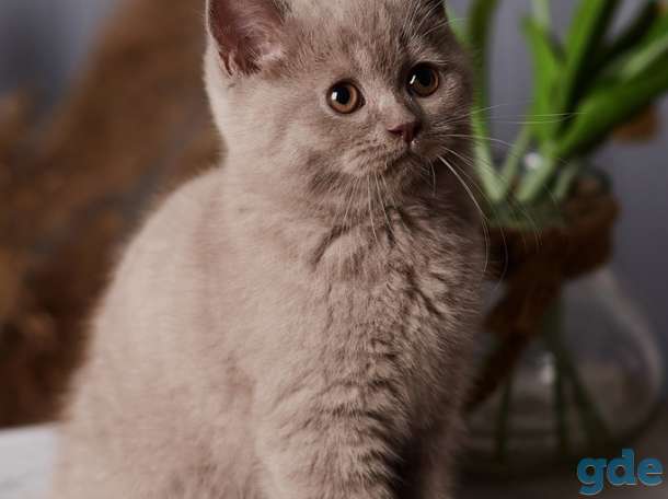 Британский  котенок  из питомника, фотография 1