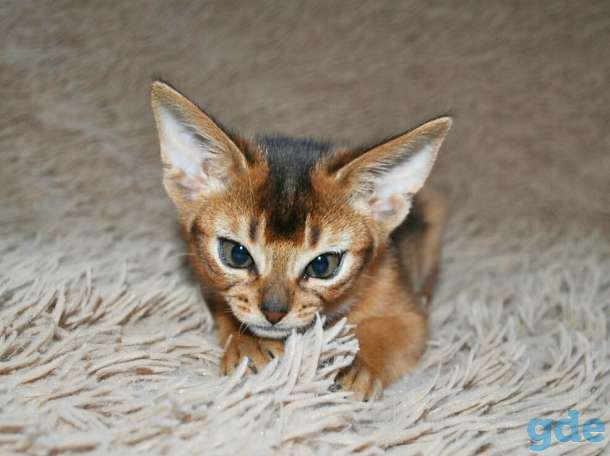 Абиссинский котенок, фотография 2