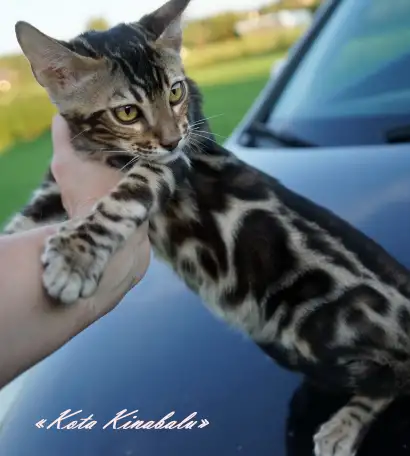БЕНГАЛЬСКИЕ КЛУБНЫЕ КОТЯТА, фотография 5