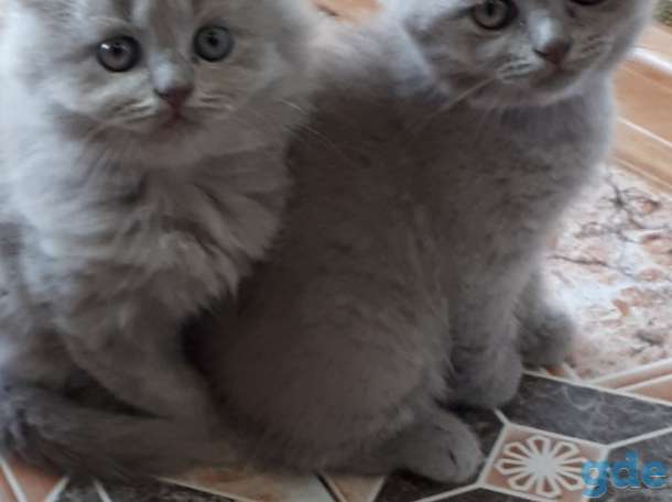 Котенок шотландский вислоухий, фотография 1