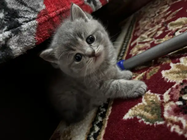 Котята шотландские, фотография 4