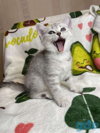 Шотландские котята, фотография 6