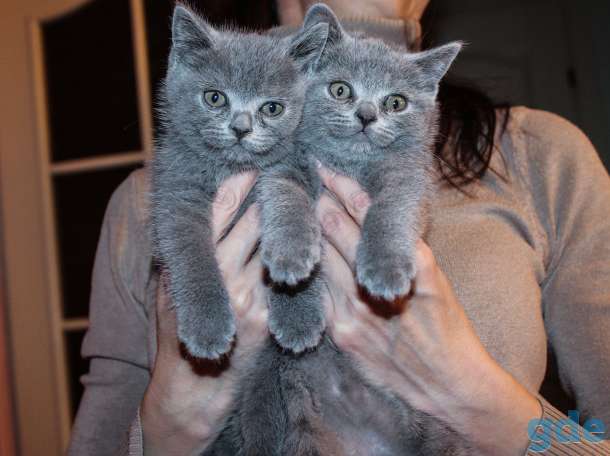5 британских котят 2 ме, фотография 2