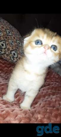 Шотландские котята, фотография 9