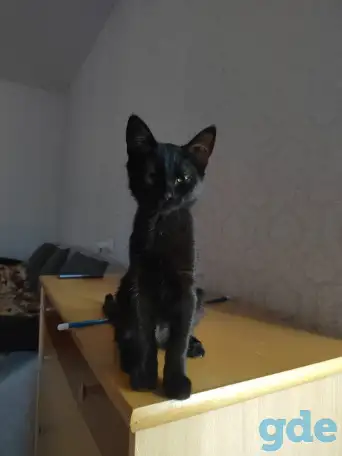 нужно пристроить котика, фотография 5