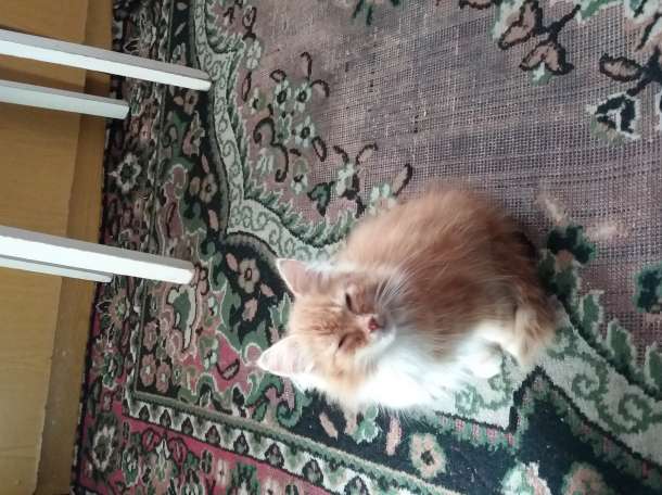 котята, фотография 5