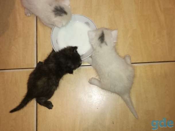 Дарю котят, фотография 1