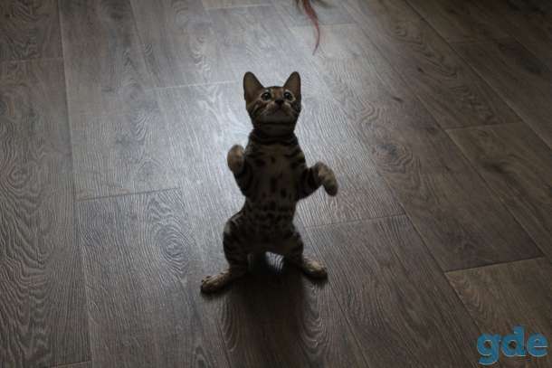 Бенгальские котята, фотография 8