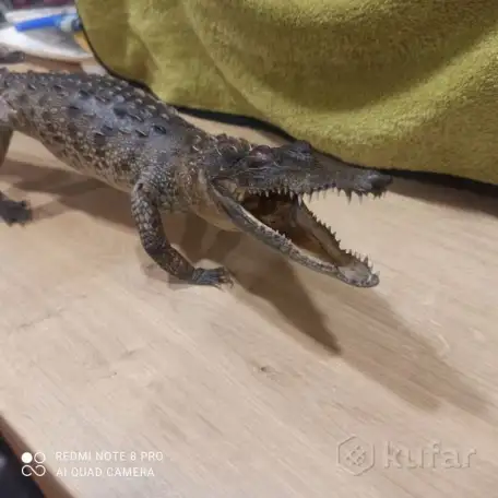 Чучело Крокодила. С Кубы Оригинал!, фотография 2