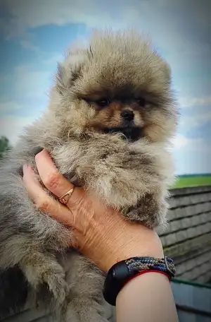 Померанский шпиц, щенки. Мини мишки., фотография 3