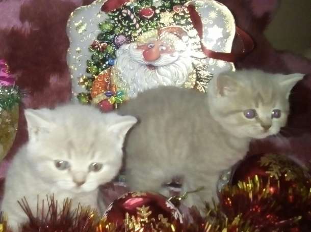 Британские котята , фотография 4