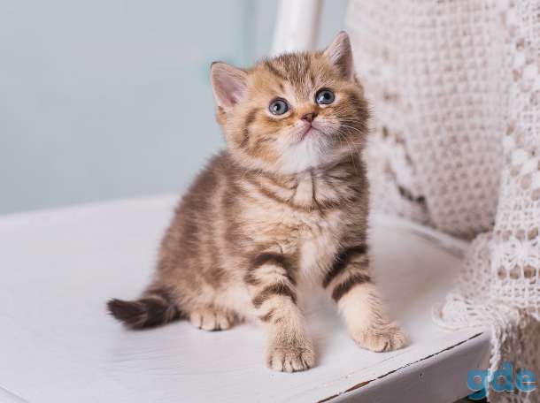 Британские котята, фотография 3