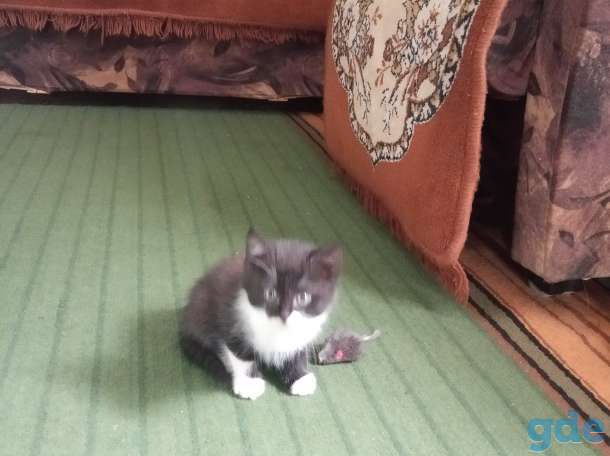 Котенок, фотография 1