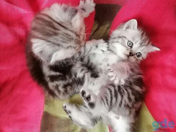 Шотландские котята, фотография 1
