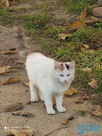 Котенок ищет дом, фотография 1