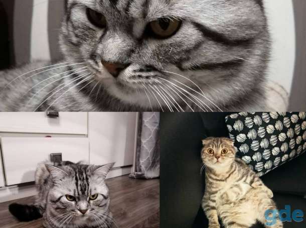 Продам британских котят, фотография 1