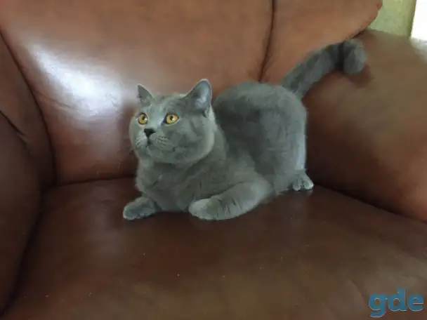 Британски чистокровные котята, фотография 6