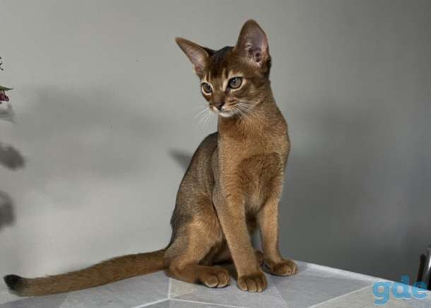 Абиссинский котенок, фотография 4