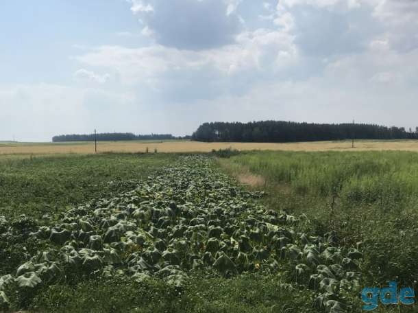 Продам дом в деревне Лютка, фотография 5