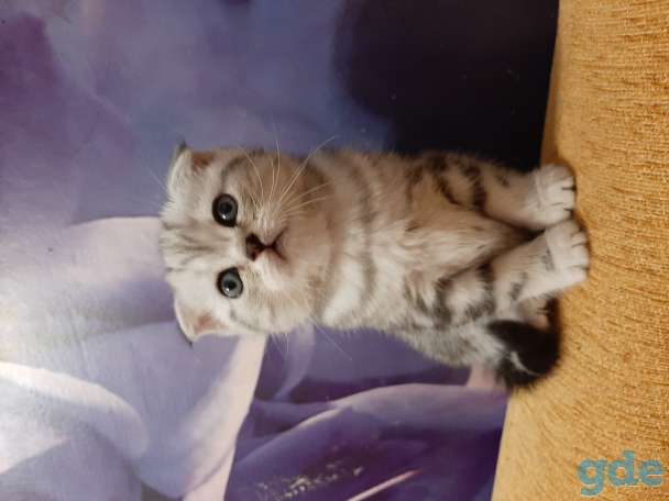 Шотландские котята, фотография 9