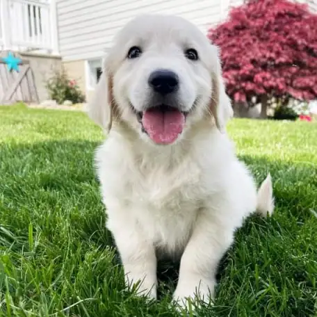 Puppies For Sale, фотография 3
