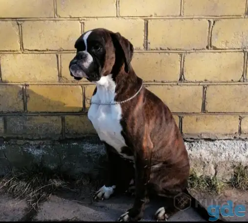 Немецкий боксер(мальчик), фотография 2