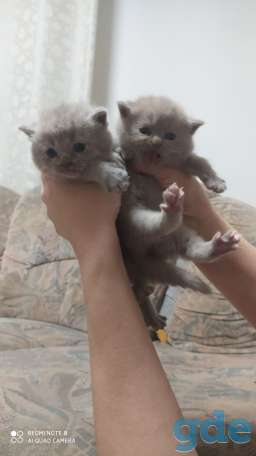Британские котята, фотография 1