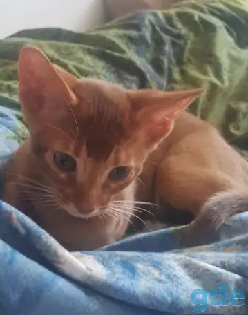 Котенок, фотография 2