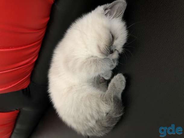 Экзотическая короткошёрстная, фотография 2