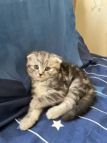 Шотландские котята, фотография 4