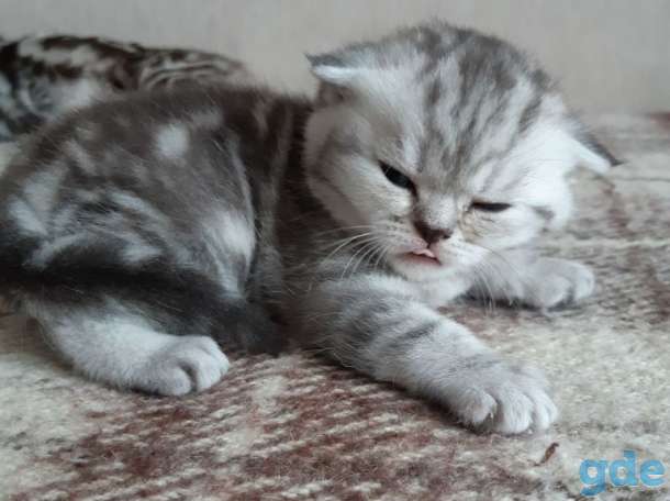 Шотландские котята(Scottish Fold), фотография 6