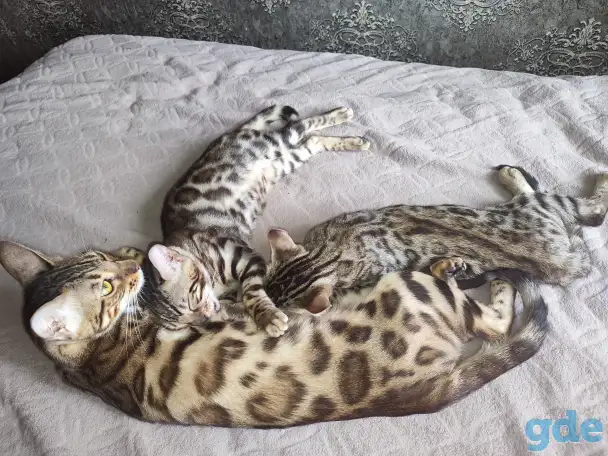 Продам бенгальских котят, фотография 1