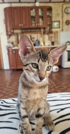 Ориентальный котенок, фотография 2