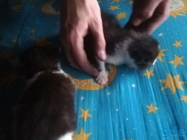 Котята в дар, фотография 2