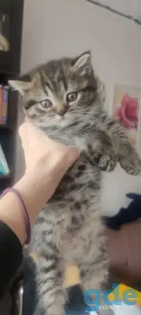 Скотиш страйт, фотография 4