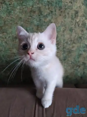 Шотландские котята, фотография 7