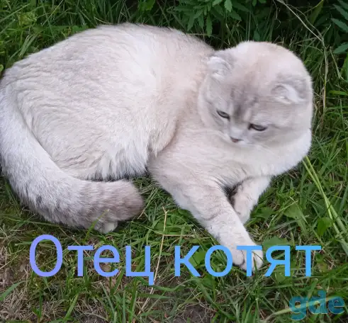 Шотландские котята, фотография 15