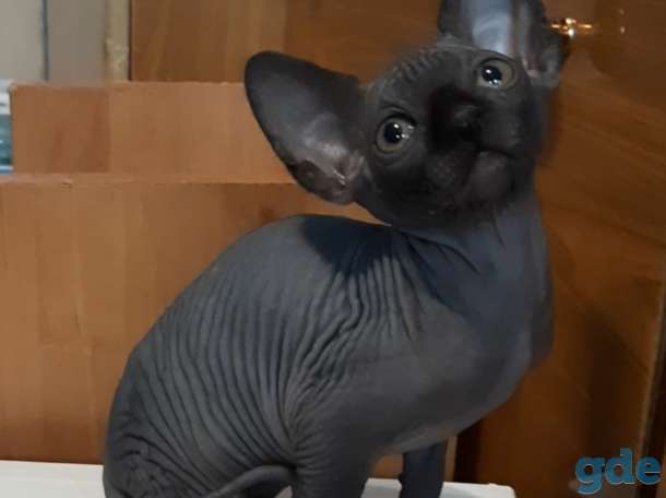 Котята сфинкса, фотография 1