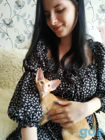 Ориентальные котята, фотография 4