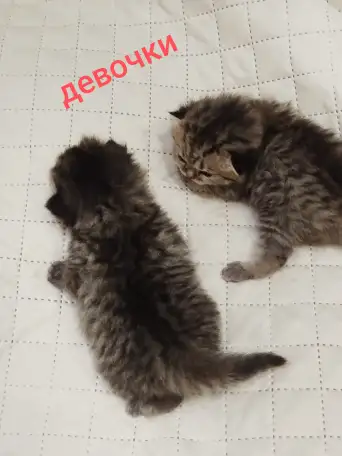 Продам очаровательных шотландских котят., фотография 3