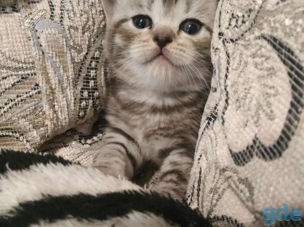 Шотландский котенок, фотография 2