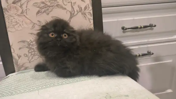 Шотландский котёнок, фотография 4