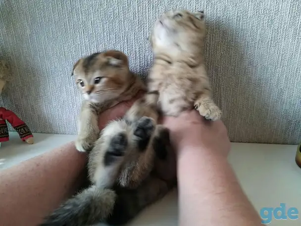 Шотландские вислоухие котята, фотография 7