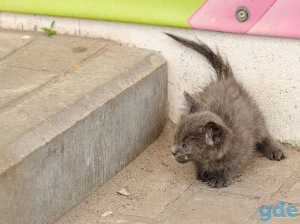 Котенок, фотография 3