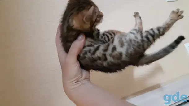 Бенгальские котята, фотография 1